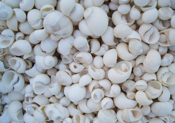 Small Seashell Assorted Ocean Mix (approx. 1 cup 35-40 shells .50-1.75  inches)