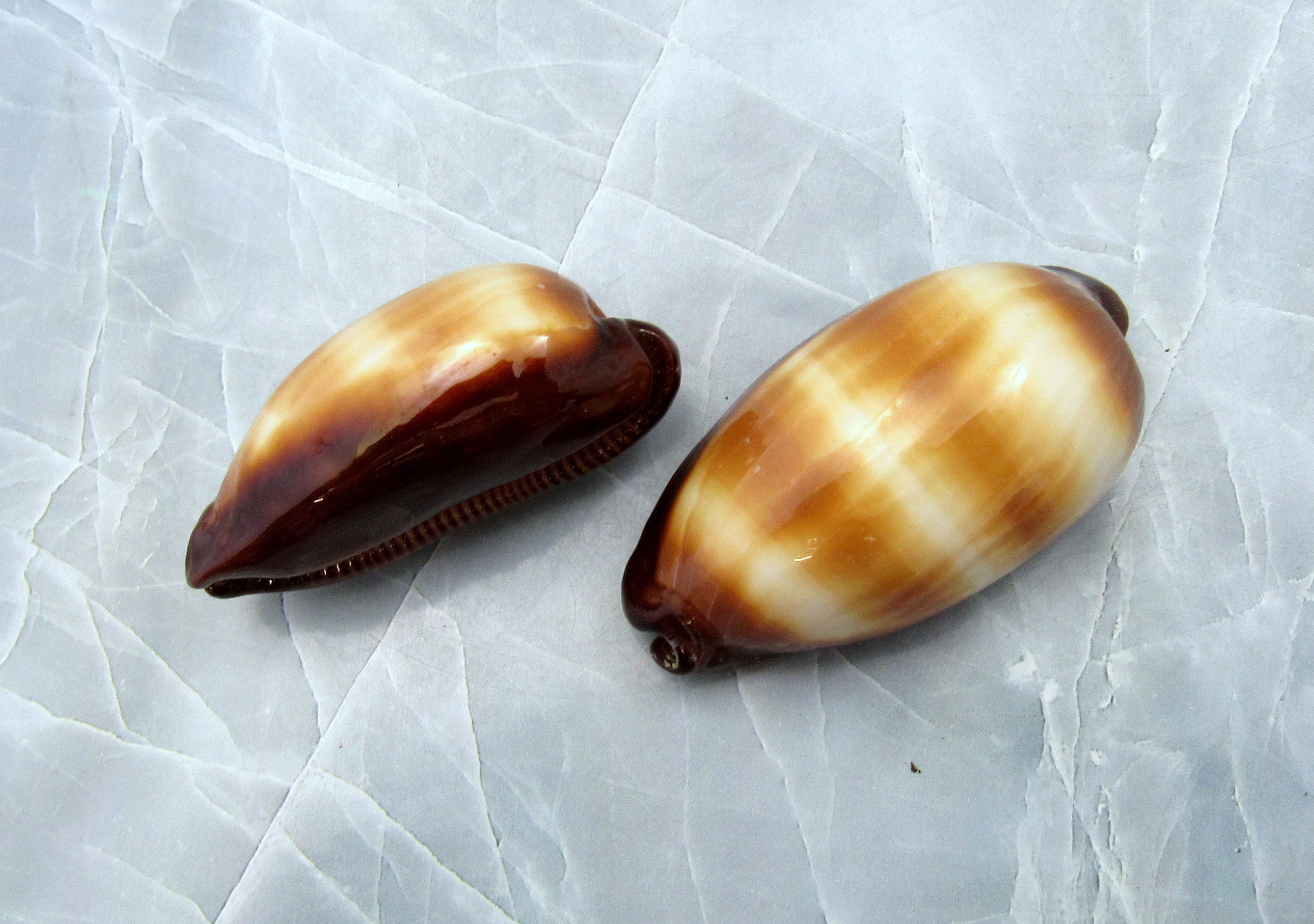 Mole Cowrie Shells - Cypraea Talpa - (2 shells approx. 2 inches)