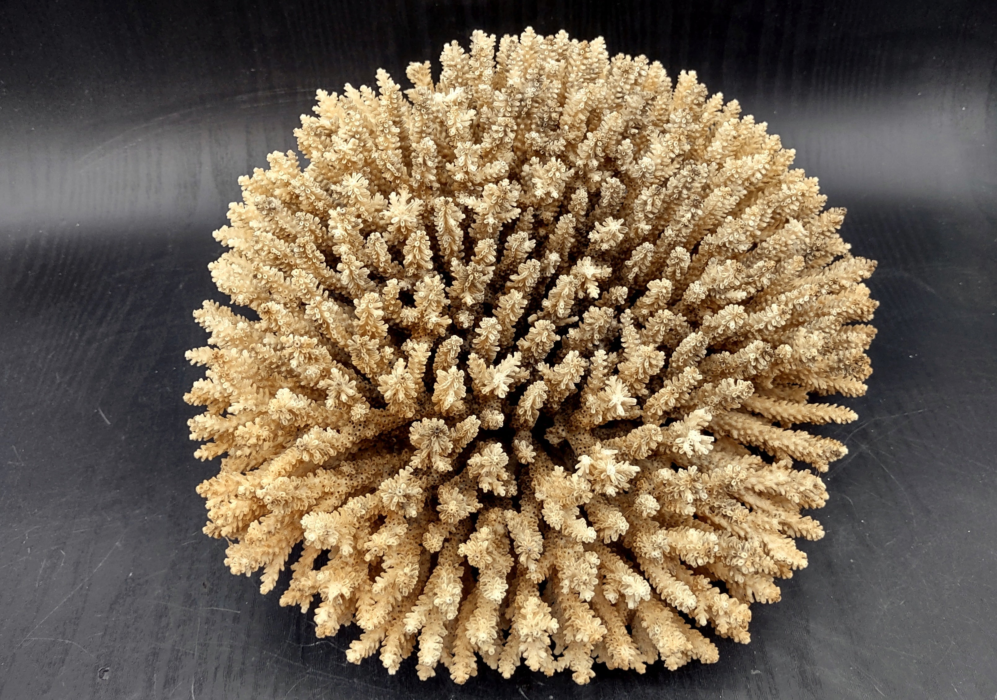 Large White Sea Coral on sale Cluster - 13” long