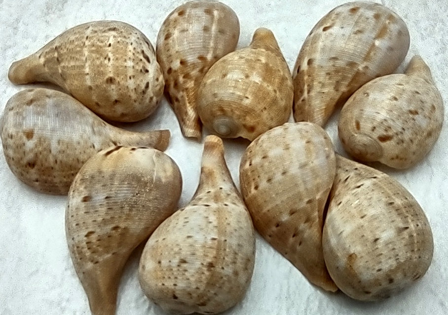 Cone Seashell Small Assorted Mix (6 shells approx. 1.5+ inches)