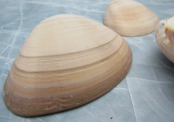 Coco Clam Seashells - (20 shells approx. 1.5-2 inches)