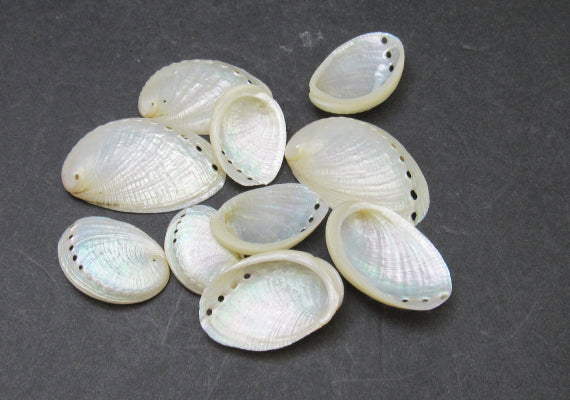 Pearlized Mule Ear Abalone - Haliotis Asiana - (10 shells approx. 2.5-3  inches)