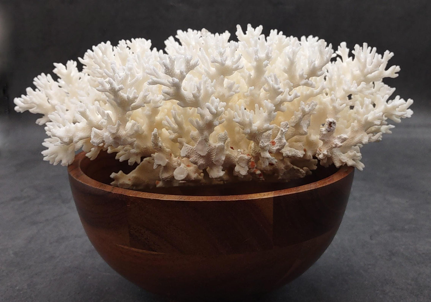 White Lace Coral Large Cluster Pocillopora Damicornis (1 coral approx. 9.5L x 4.25H X 7.5D inches) Unique Addition to Any Nautical Display!