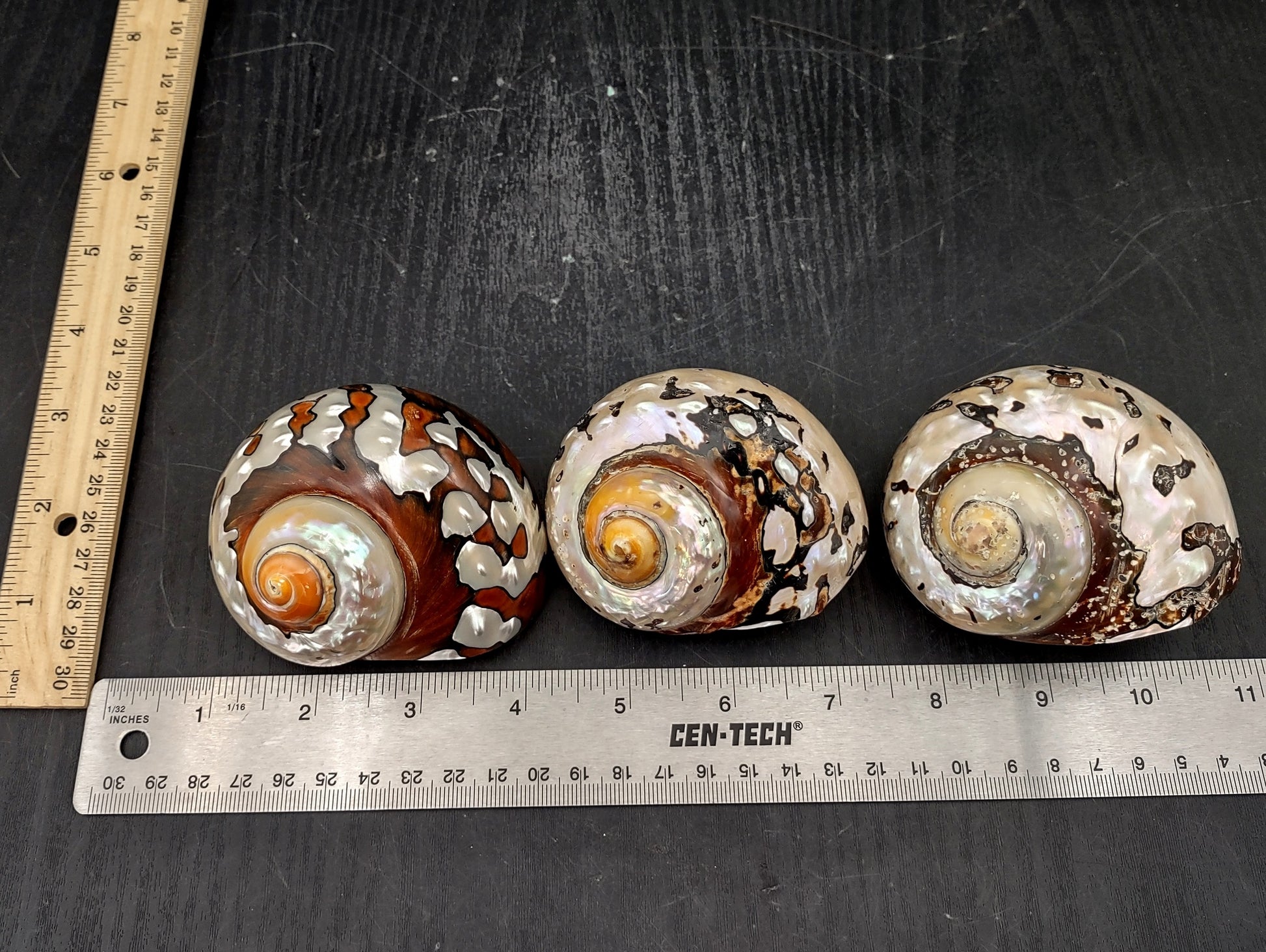 Polished South African Turban Seashell (3- 3.5 inches) - Turbo Sarmaticus. Multiple shells showing the brown and reflective pattern on the back and the others showing the opening and spiral. Copyright 2022 SeaShellSupply.com.