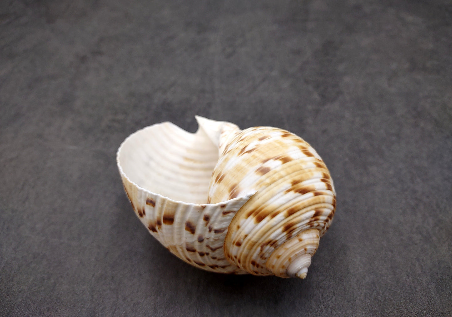 China Tun Seashell White Brown Tonna Chinensis (1 shell approx. 2+ inches) Great shells for coastal crafting décor & collections!