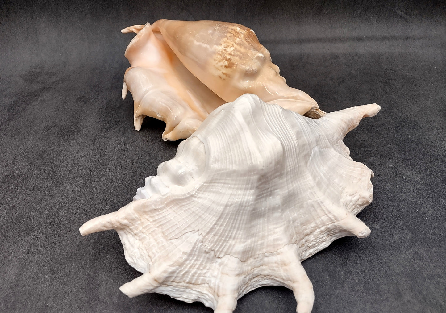 Giant Spider Conch Seashell XL Lambis Truncata (1 shell approx. 10+ inches) B GRADE Great Value For Decor, Arts, Crafts & Collecting!