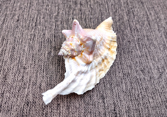 Rooster Conch Seashell (4-5 inches) - Strombus Gallus. White and tan shaded shell with multiple different spirals and shapes. Copyright 2024 SeaShellSupply.com.