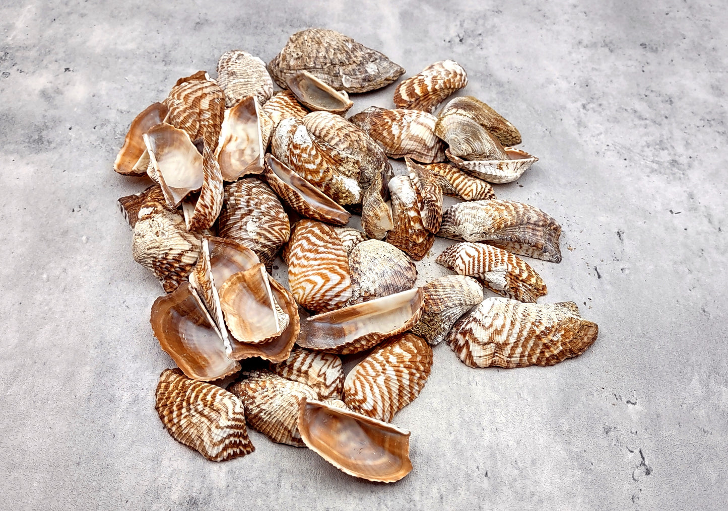 Turkey Wing Seashells (20 pcs.) - Arca Zebra. Multiple white and tan stripped shells with a wide opening. Copyright 2024 SeaShellSupply.com.