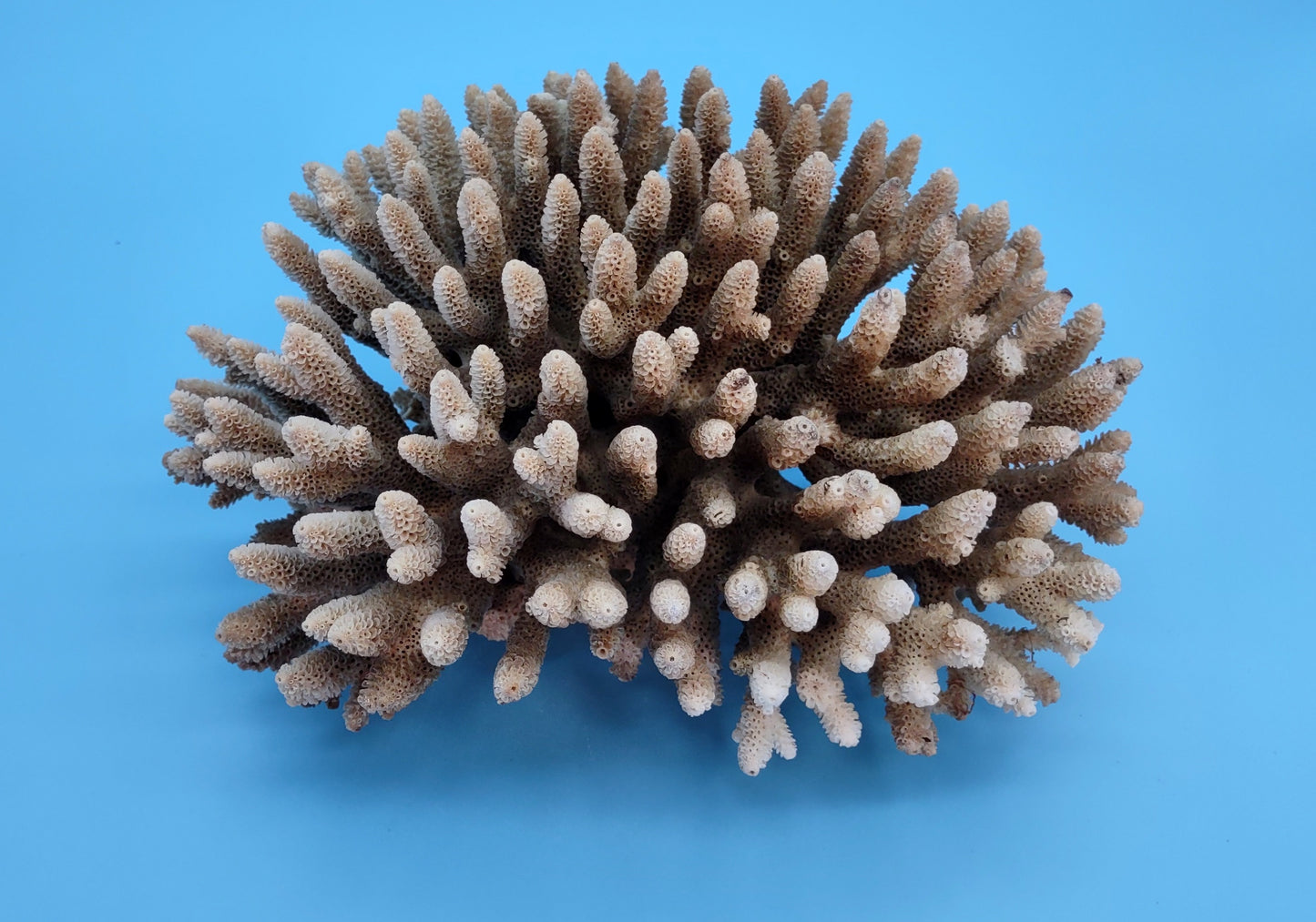 Off White Natural Table Coral Cluster Acropora Latistella (1 coral approx. 7-8+ inches) For home decor display & collecting!