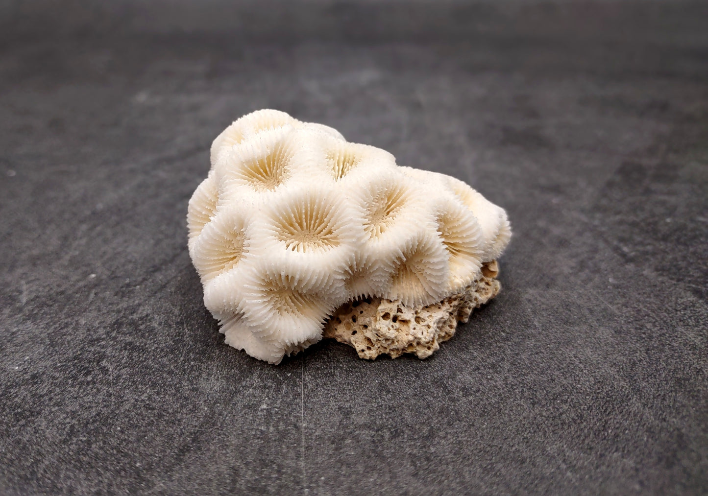 Farm Grown White Brain Coral (1 coral approx. 1+ inches) Earth friendly, display ready, sustainably grown & sourced!