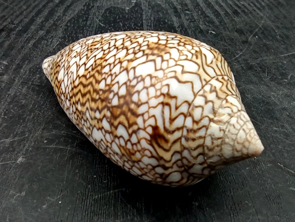 Cloth of Gold Cone Seashell - Conus Textile - (1 shell approx. 2.5-3 inches). One white, brown, and orange patterned beautiful shell with almost a mountain like pattern. Copyright 2022 SeaShellSupply.com.