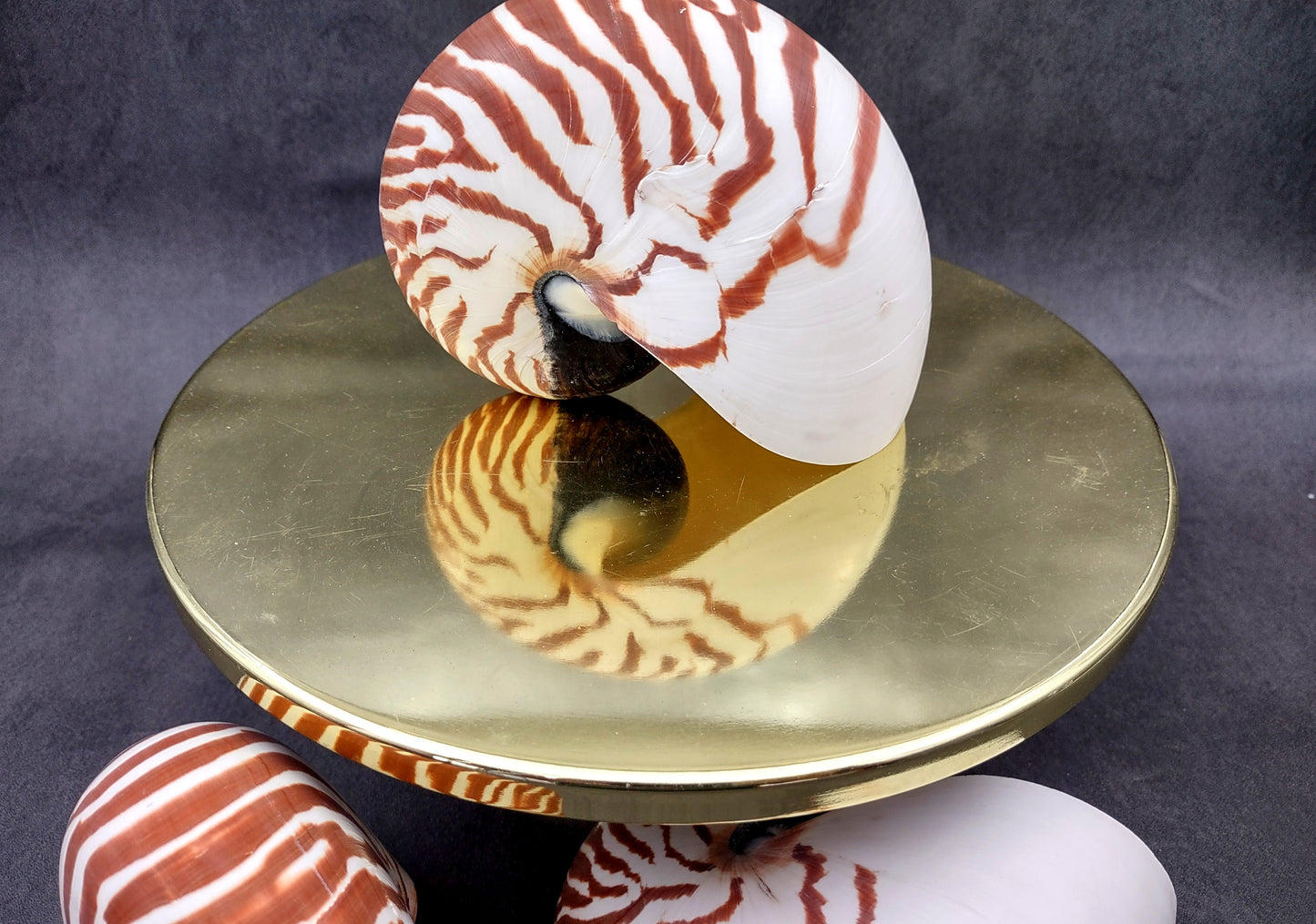 Natural Nautilus Seashell Nautilus Pompilius (1 shell approx. 5+ inches) Great shells for coastal crafting decor & collections!