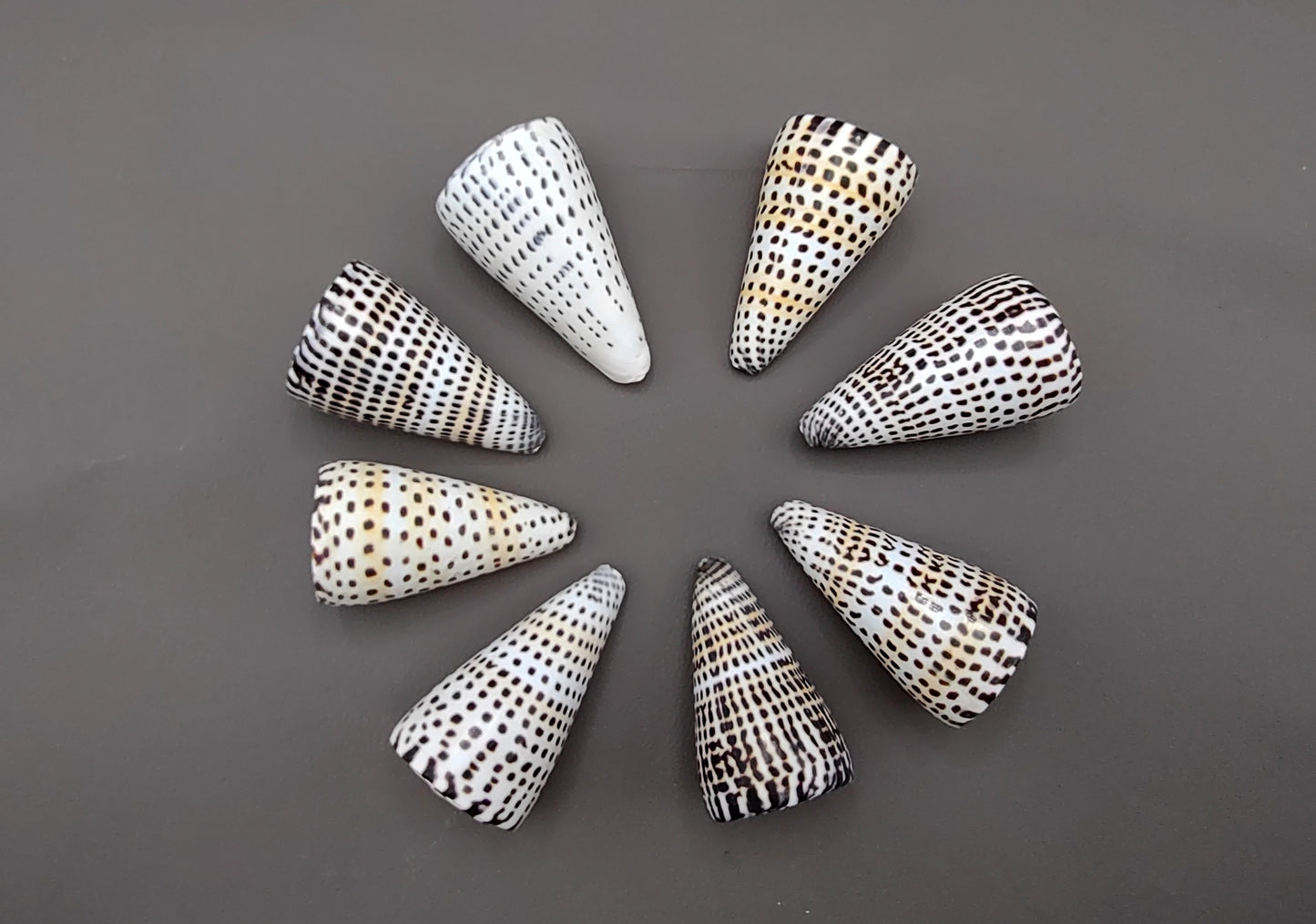 Lettered/Alphabet Cone Seashell - Conus Litteratus - (1 shell approx. 3-4 inches). one multi row and spotted shell. Copyright 2022 SeaShellSupply.com.