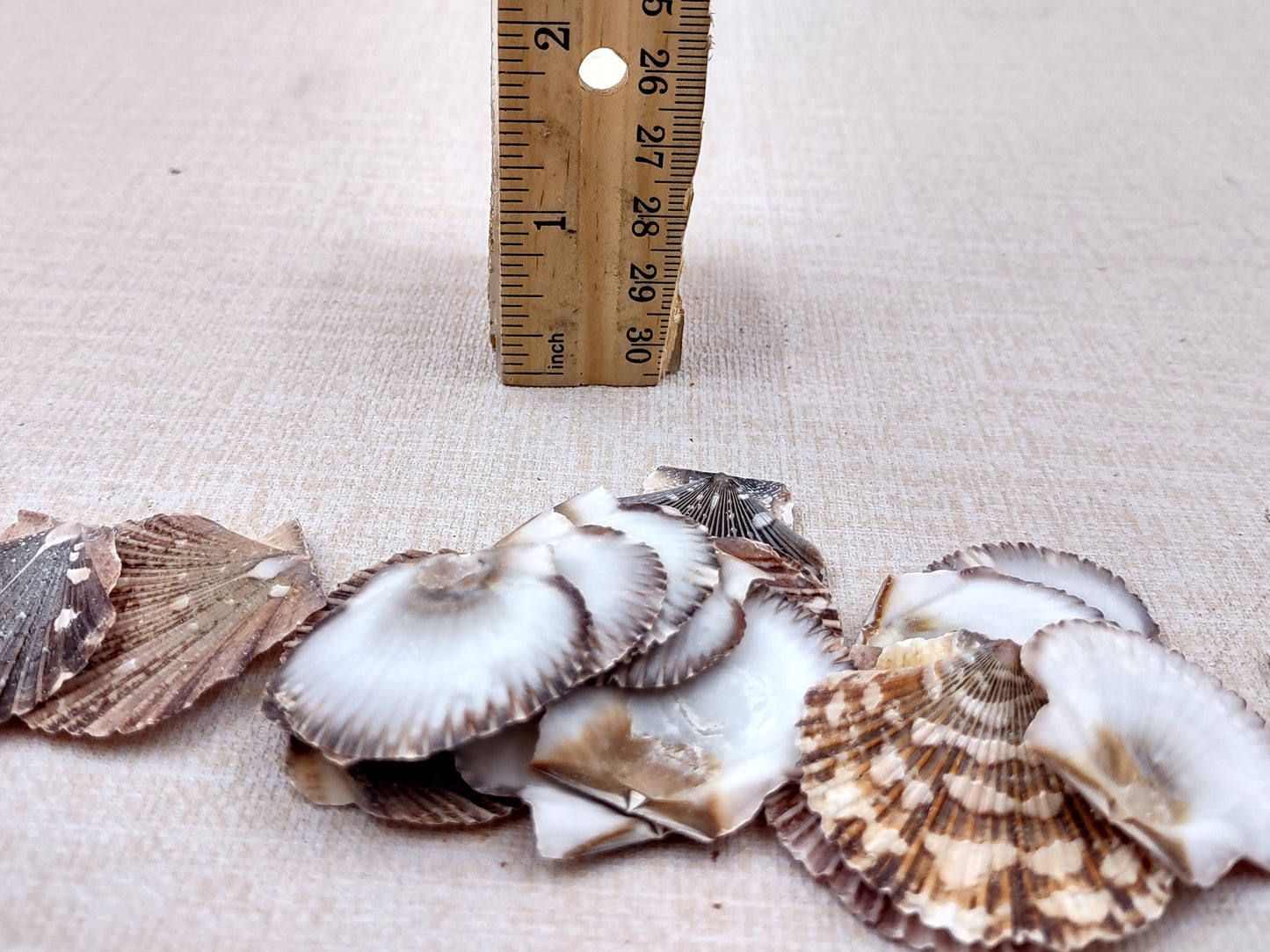 Flat Pixie Scallop Seashells Pecten (approx. half cup 10+ shells 0.5-1+ inches) Perfect shells for coastal crafting décor & collections!