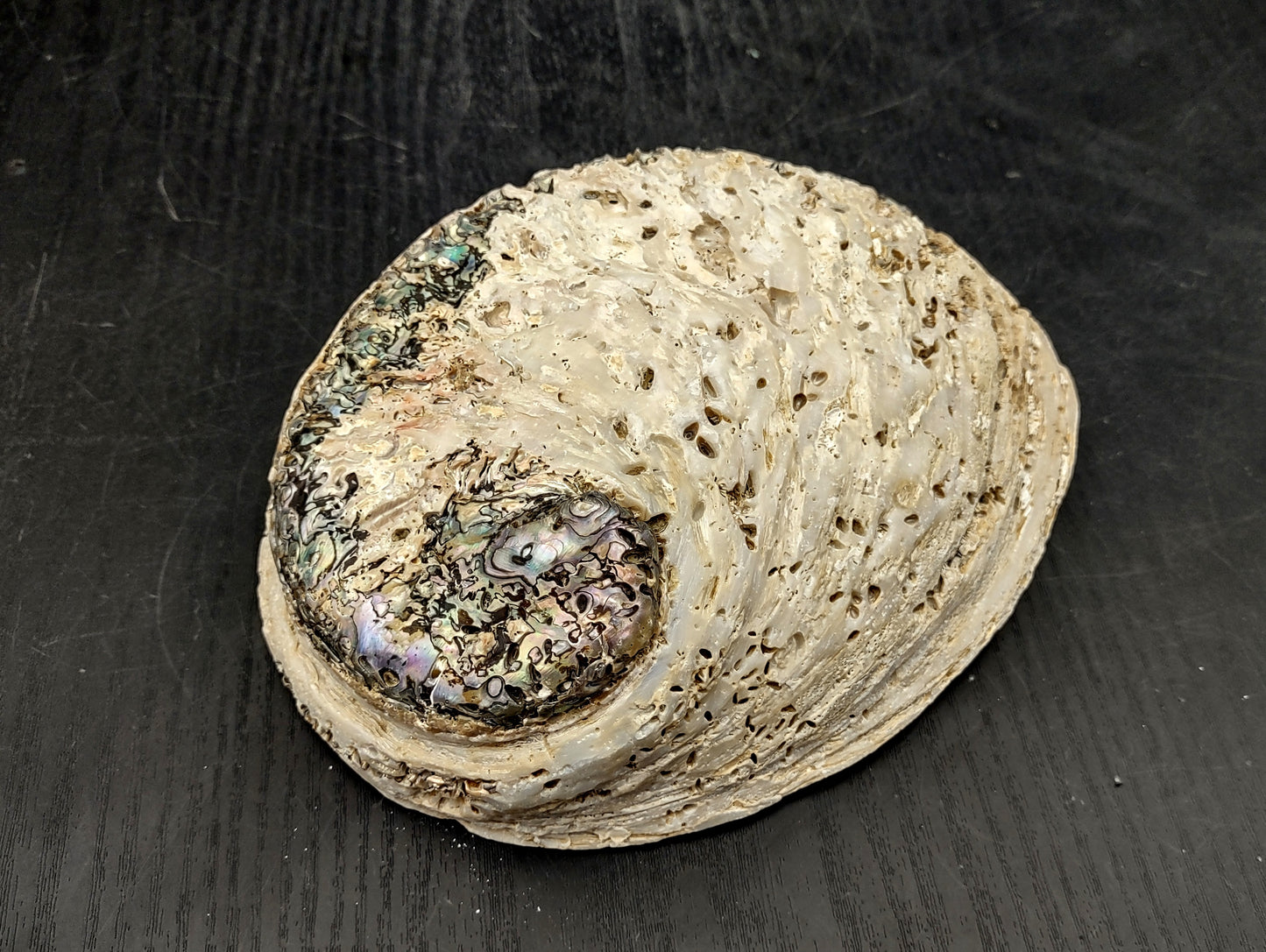 Midas South African Abalone Shell Haliotis Midae (1 shell approx. 6+ inches) Natural shell for collecting crafts arts & display!