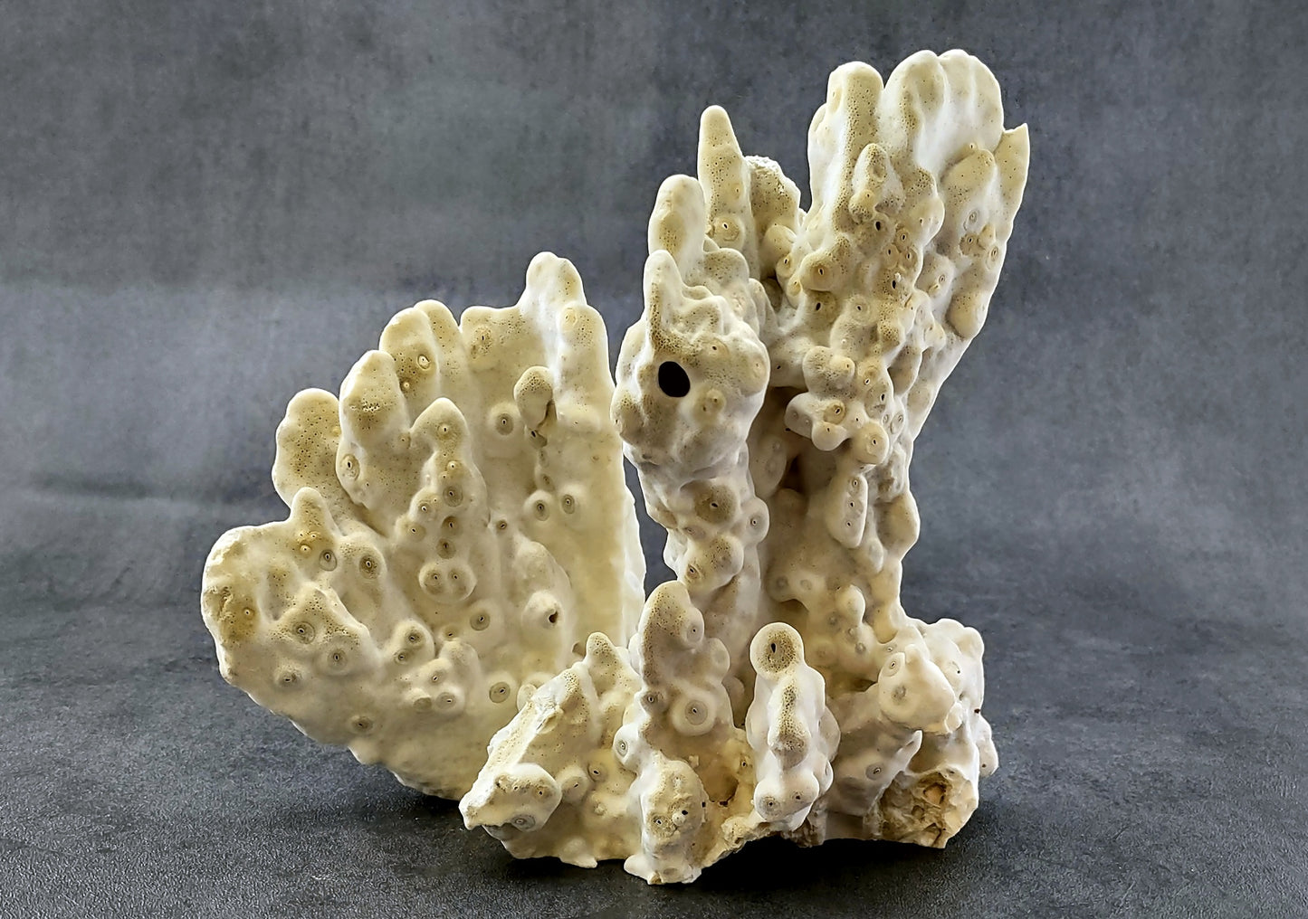 Fire Coral - Millepora Exesa - (Approx. 7-8 inches). White shell with many different layers including little ribbing and crustaceans. Copyright 2022 SeaShellSupply.com.