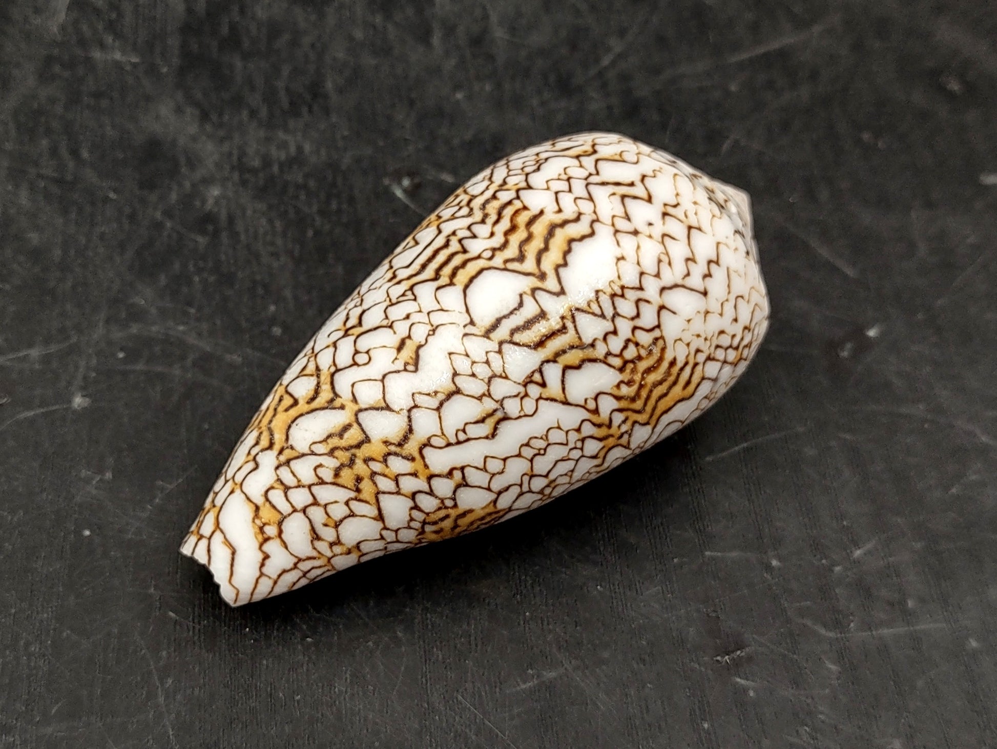 Cloth of Gold Cone Seashell - Conus Textile - (1 shell approx. 2.5-3 inches). One white, brown, and orange patterned beautiful shell with almost a mountain like pattern. Copyright 2022 SeaShellSupply.com.