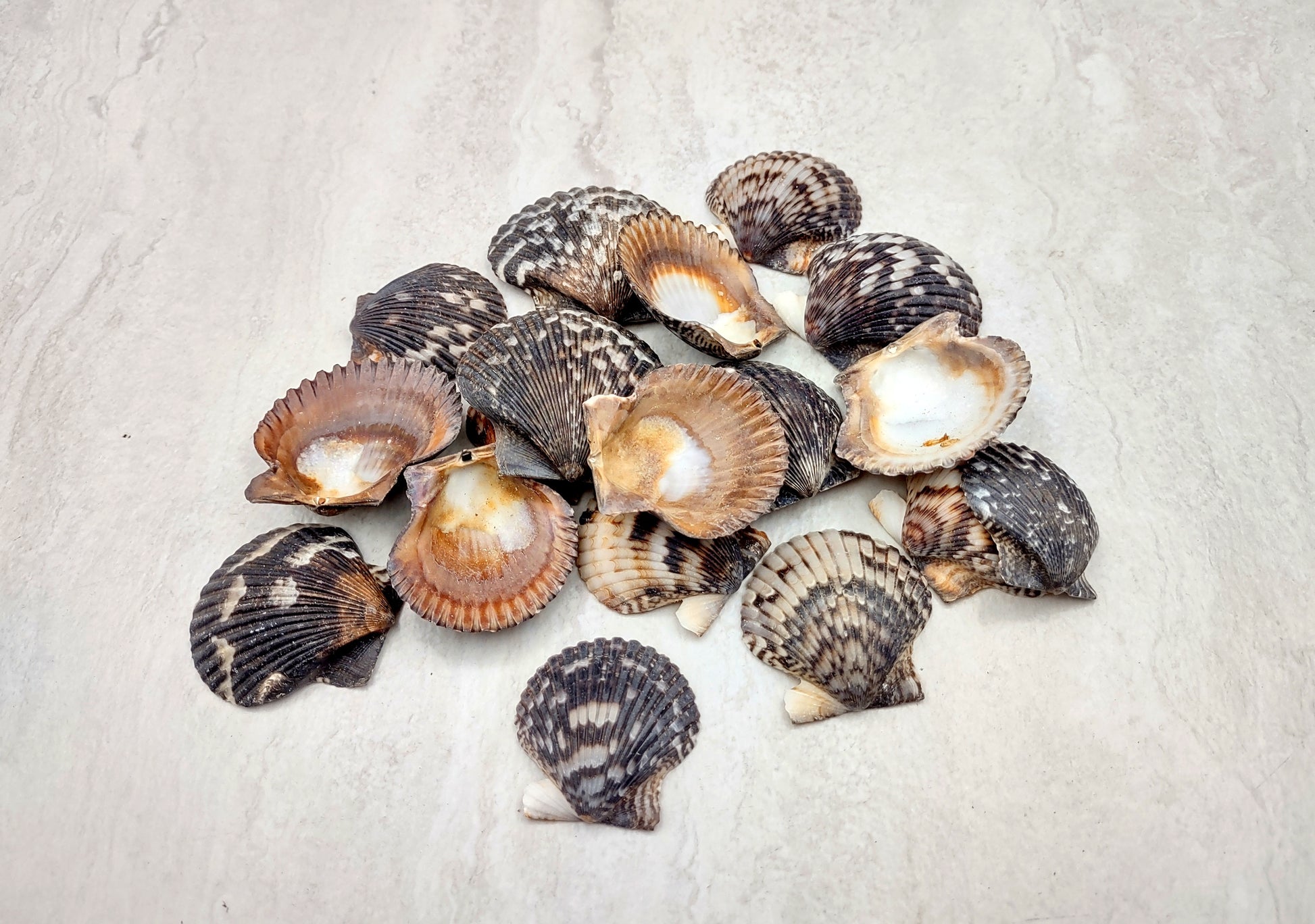 Photo of a group of black and white pecten shells. Black, white brown shells between one and two inches. Copyright 2024 SeashellSupply.com