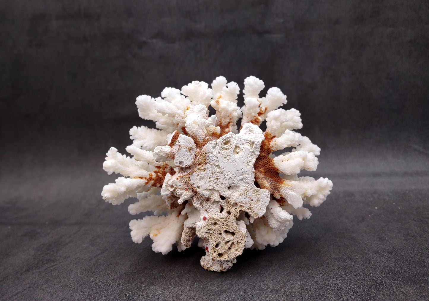 Brownstem White Coral Cluster Pocillopora Verrucosa (1 coral approx. 6.2L x 3H x 5.5D inches) Coral for coastal collections & display!