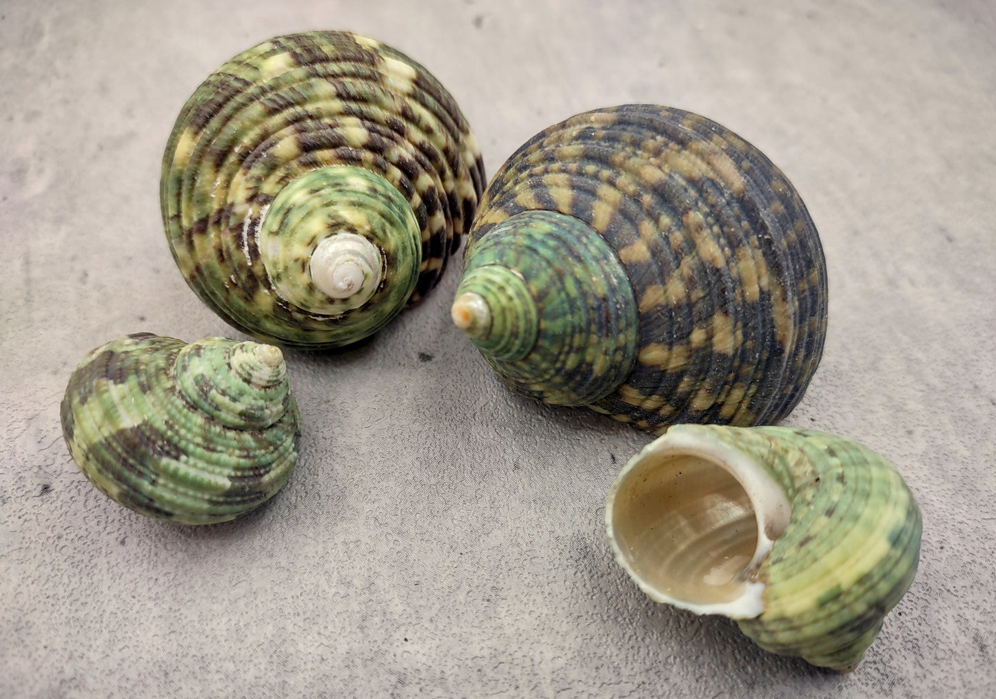 Green Silver Mouth Turbo Seashell - Turbo Argyrostoma - (4 shells approx. 1-2 inches). figurine glass smooth decoration with supportive base. Copyright 2022 SeaShellSupply.com.