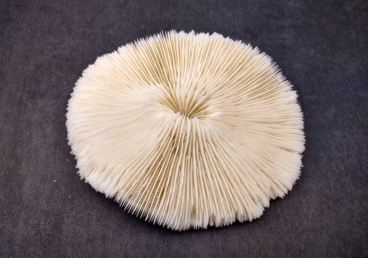 Mushroom Coral - Fungia Repanda - (1 coral approx. 5-6 inches). Coral with fine delicate folds. Copyright 2024 SeaShellSupply.com.