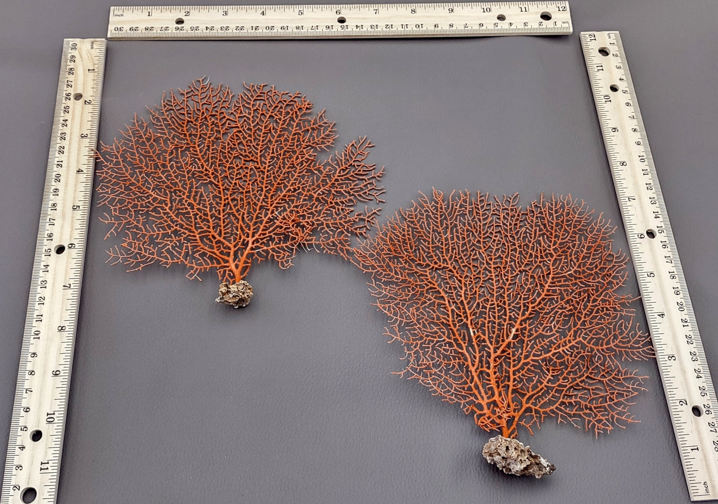 Red-Orange Sea Fan - Echinogorgia SP - (1 fan approx. 5-7 inches) on dark background. Copyright 2022 SeaShellSupply.com.