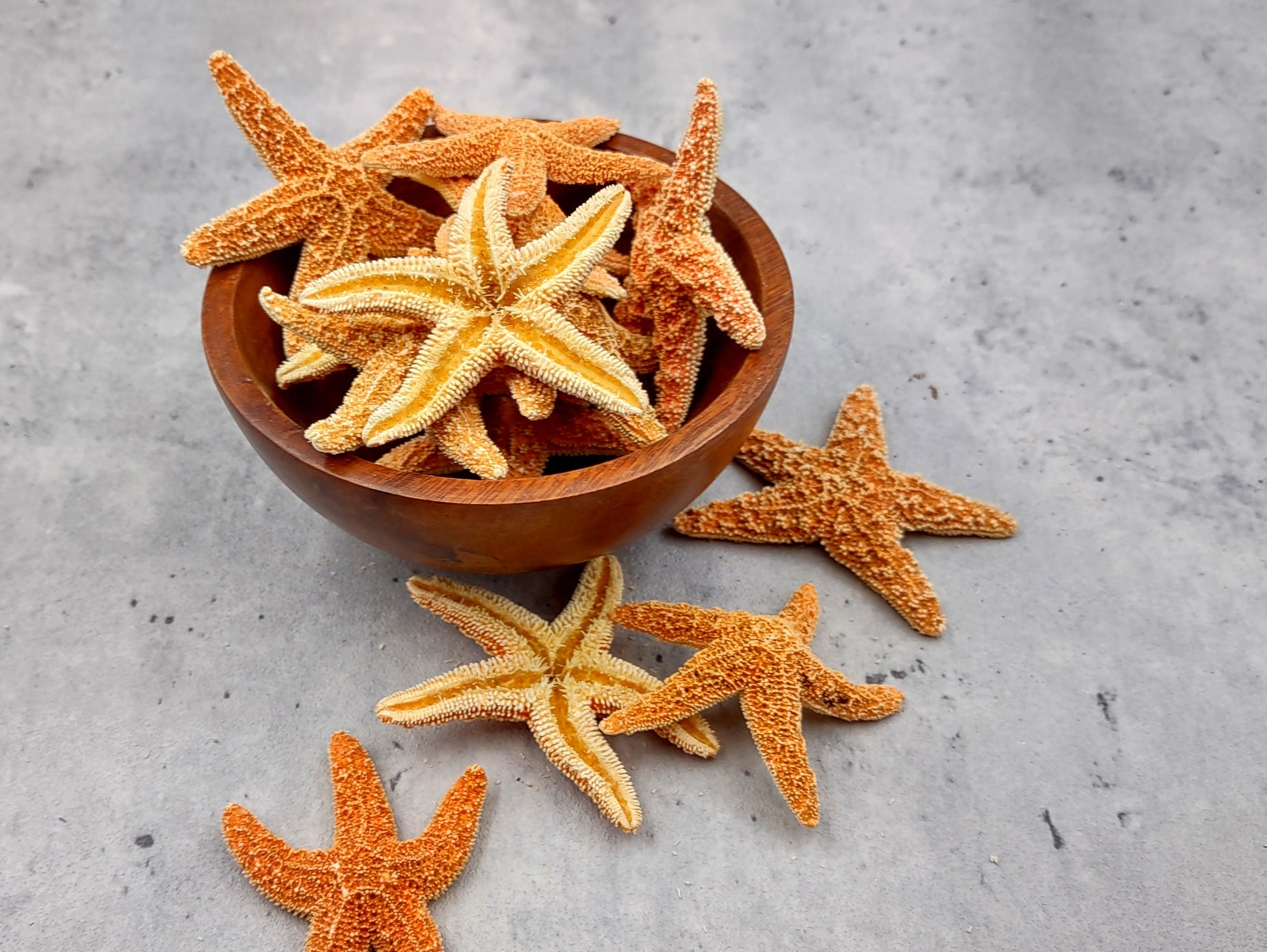 Small Sugar Starfish Piaster Ochraceus (2 starfish approx. 2+ inches) Perfect shells for coastal crafting décor & collections! Sand-colored textured Starfish. Copyright 2024 SeaShellSupply.com