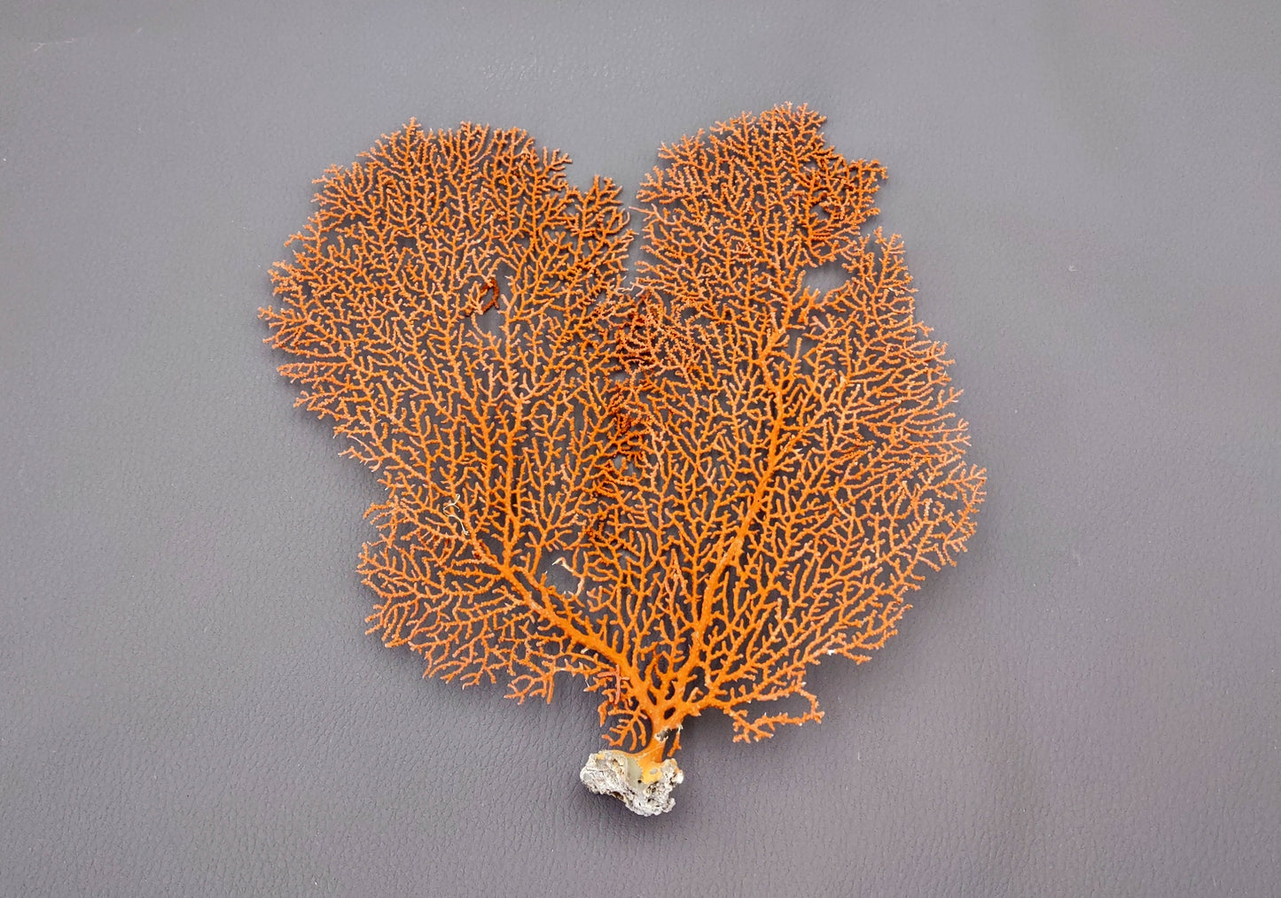 Red-Orange Sea Fan - Echinogorgia SP - (1 fan approx. 5-7 inches) on dark background. Copyright 2022 SeaShellSupply.com.