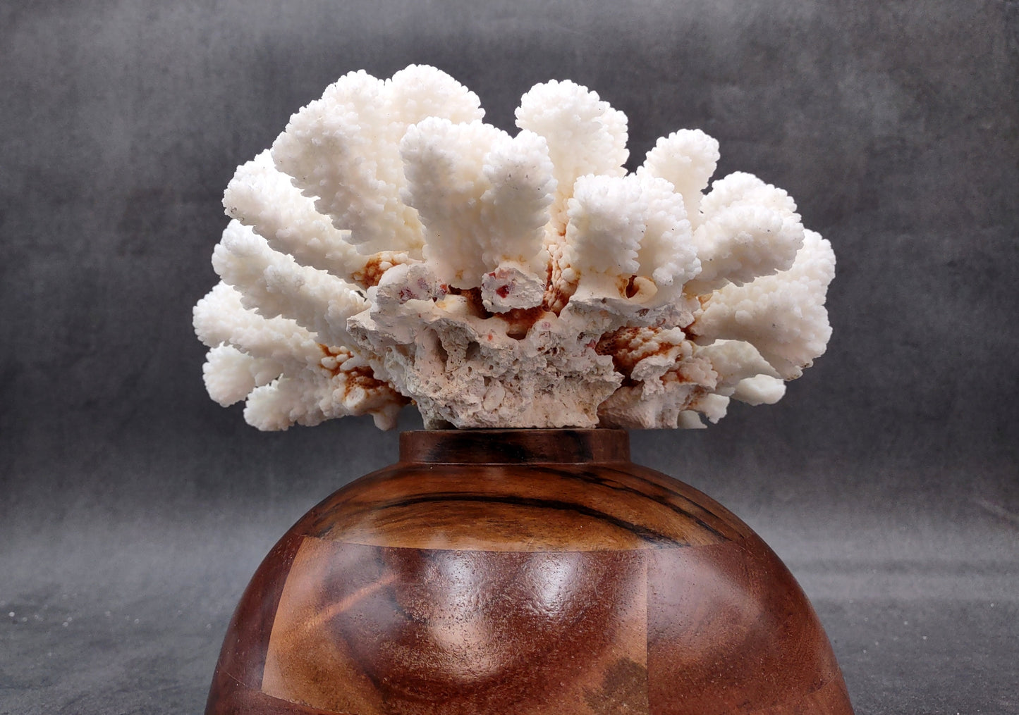 Brownstem White Coral Cluster Pocillopora Verrucosa (1 coral approx. 7L x 3H x 6D inches) Coral for coastal collections & display!