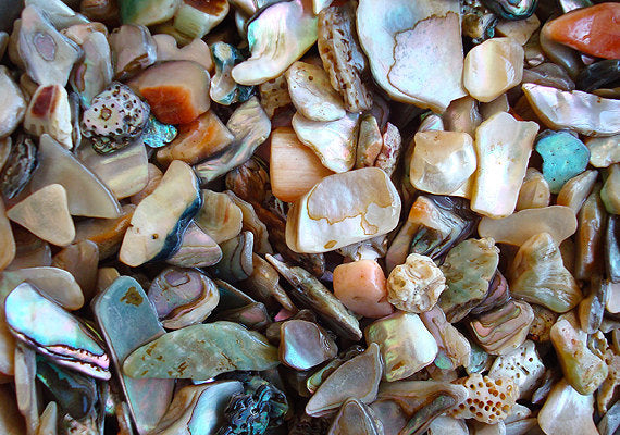 Abalone Seashell Chips (1 pound approx. 900+ chips 0.25+ inches) Iridescent shell chips for display crafts & collecting!