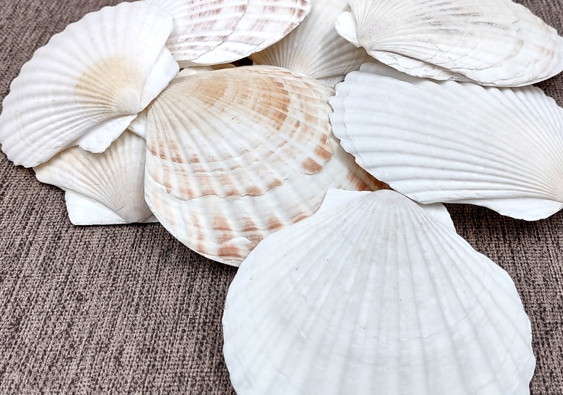 Irish Deep Baking Scallop Seashells - Pecten Yessoensis - (4 shells approx. 3 - 4")
4 white scallop sea shells on a stone background
Copyright 2022 SeaShellSupply.com