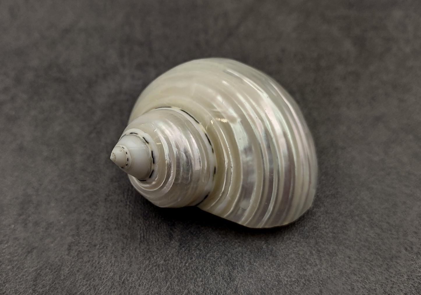 Pearlized Jade Turbo Shell - Turbo Burgessi - (2 shells approx. 2 inches) on dark background. Copyright 2024 SeaShellSupply.com.