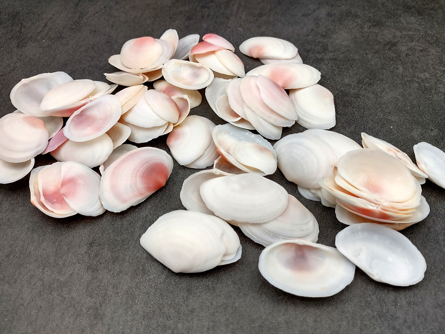 Light Pink Tellin Seashell Rose Petal Halves (30 shells approx. 1+ inches) Rose Pink White Sea Shells for home crafts & art projects!