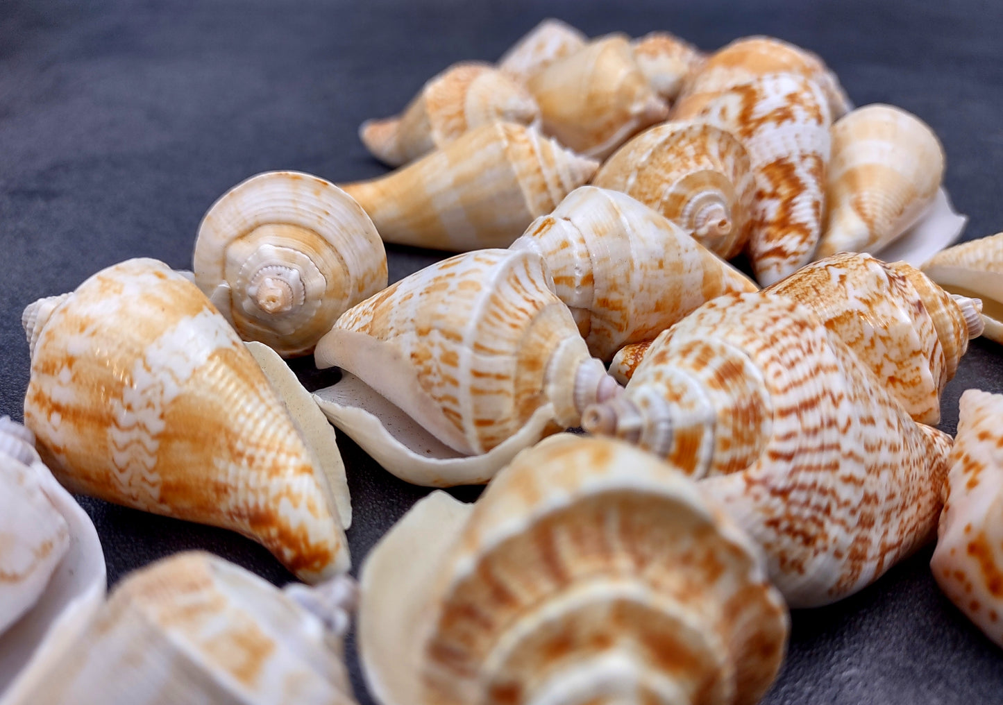 Margined Conch Seashells - Strombus Marginatus - (10 shells). A small pile of white spiral shells with brown accents. Copyright 2022 SeaShellSupply.com.