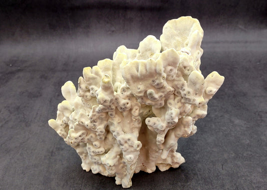 Light Green Fire Coral (1 coral approx. 7+ inches) Adorable green coral to add to any coastal display or collection!