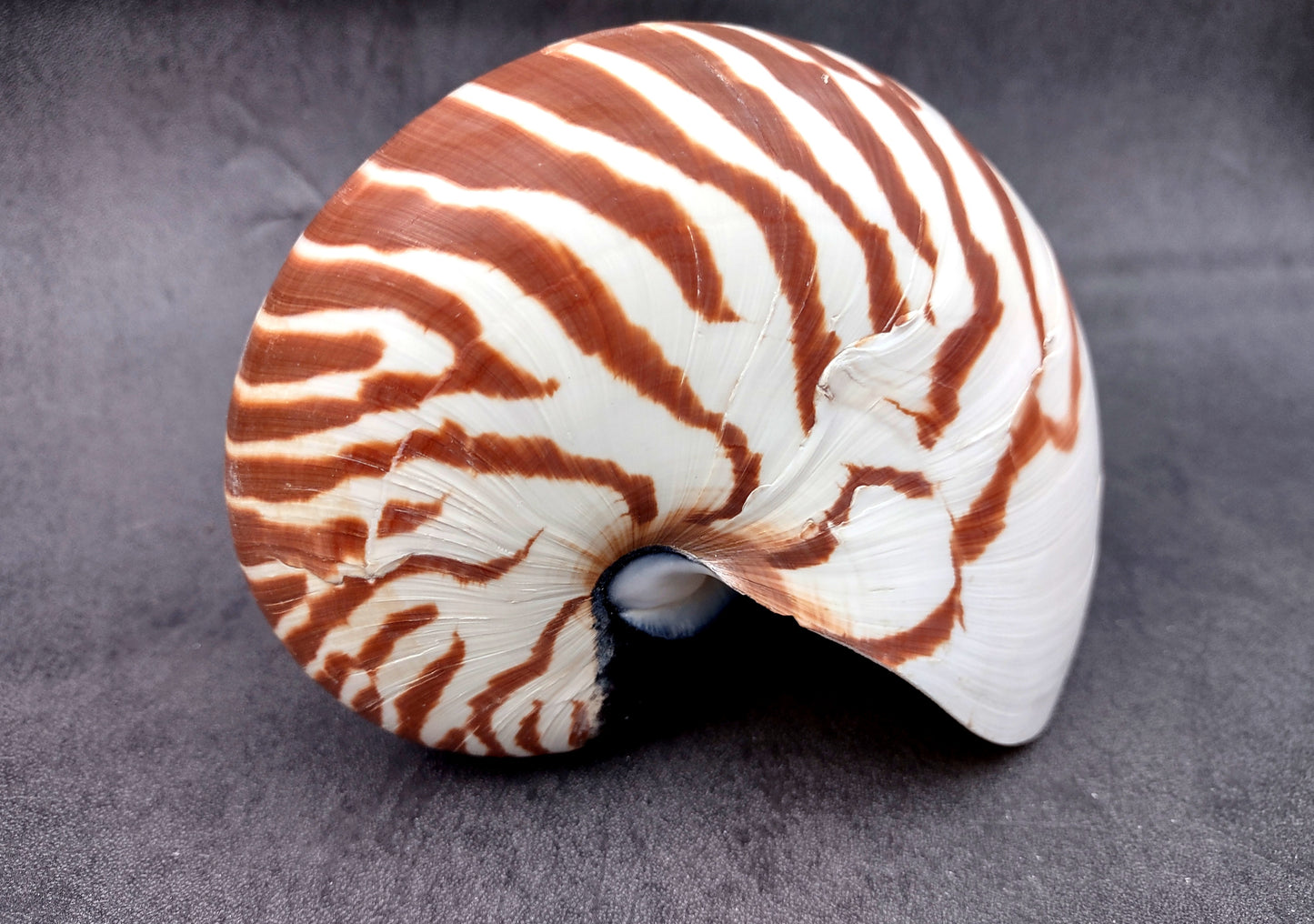 Natural Nautilus Seashell Nautilus Pompilius (1 shell approx. 5+ inches) Great shells for coastal crafting decor & collections!