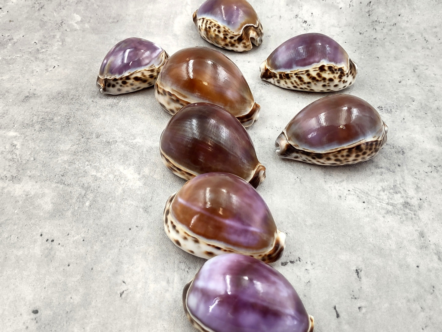 Purple Top Tiger Cowrie Seashells Cypraea tigris (2 shells approx. 2.25+ inches) Beautiful for any coastal crafting or décor!