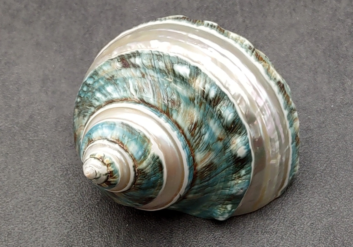 Polished Jade Turbo Shell w/Pearlized Stripe (3.5-4 inches) - Turbo Burgessi. Cream and turquoise colored swirled shells with one facing up to show the spiral and coloring and the other showing the opening. Copyright 2022 SeaShellSupply.com.