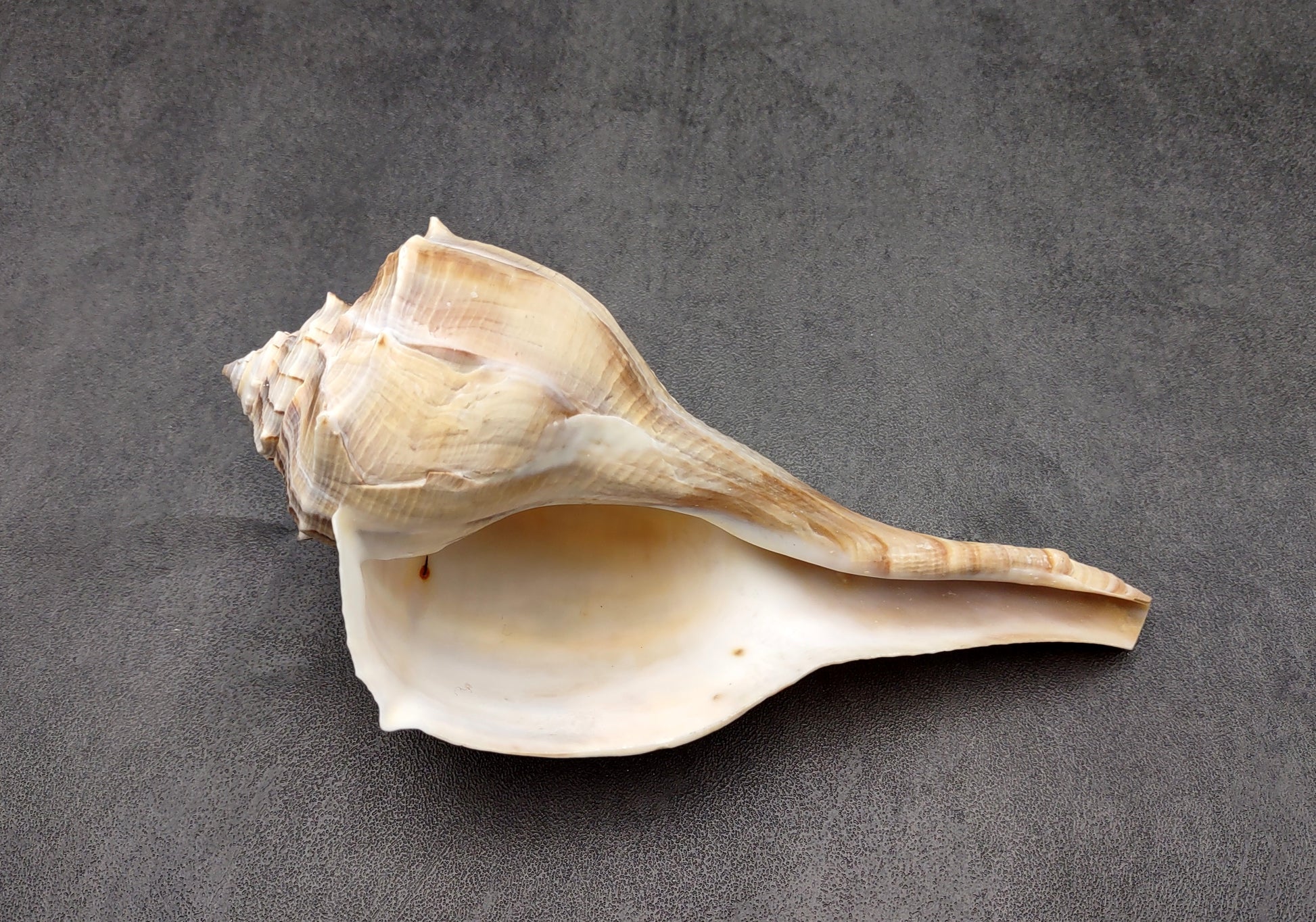 Lightning Whelk - Busycon Contrarium - (1 shell approx. 6-7 inches). One grey and white spiral shell with medium sized opening. Copyright 2022 SeaShellSupply.com.