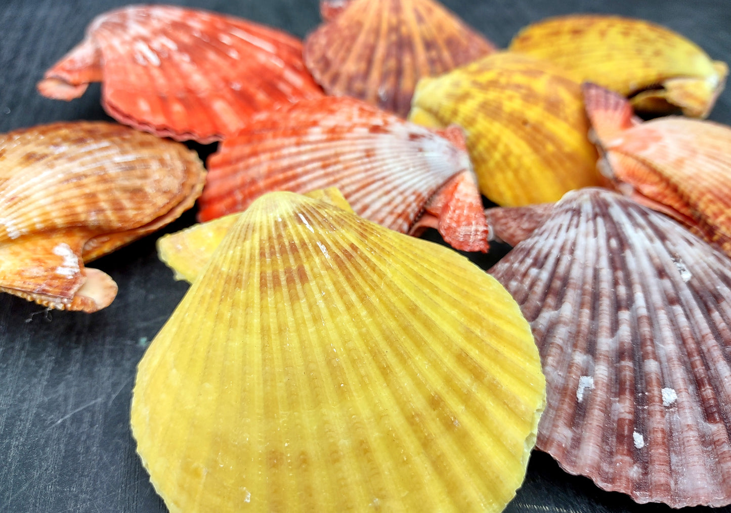 Noble Scallop Seashell Pairs Pecten Nobilis (3 shell pairs approx. 2.5+ inches). Copyright 2024 SeashellSupply.com