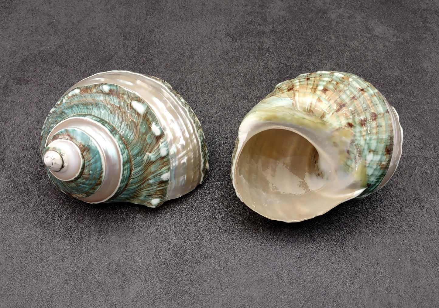 Polished Jade Green Turbo Seashell with Pearlized Stripe Turbo Burgessi (1 shell approx. 4+ inches) Shell for hermit crabs or collecting!