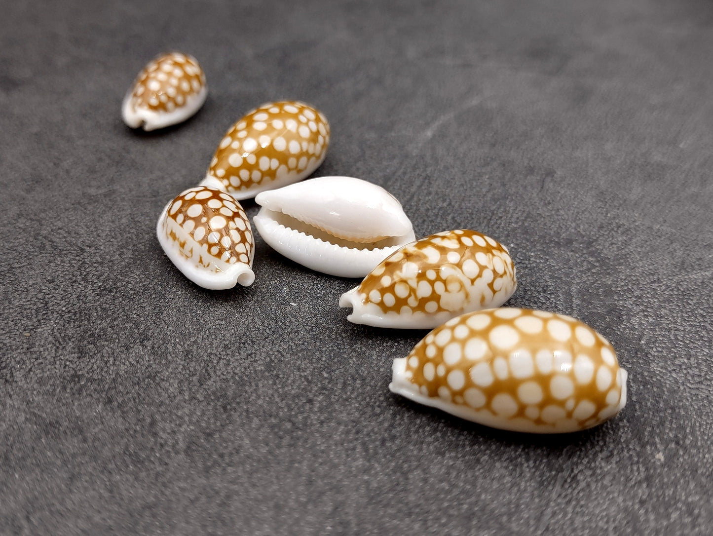 Large Sieve Cowrie Seashell Cypraea Cribraria (1 shell 1+ inches) Beautiful shells for any coastal crafting or décor!