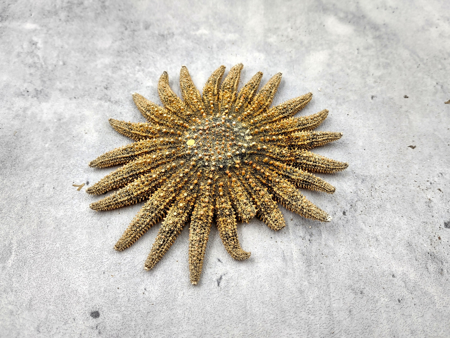 Mexican Sun Star Heliaster Kubiniji (1 starfish approx. 4+ inches) Great shells for coastal crafting décor & collections!