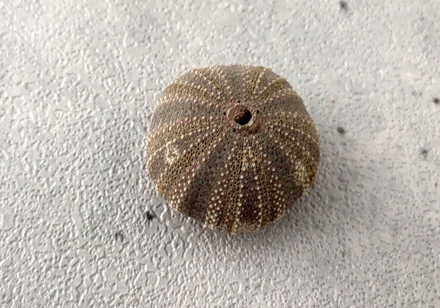 Black Tuxedo Urchin (.5 inches) - Tripneustes Gratilla. One brown, purple, tan, and green shaded Urchin. Copyright 2022 SeaShellSupply.com.