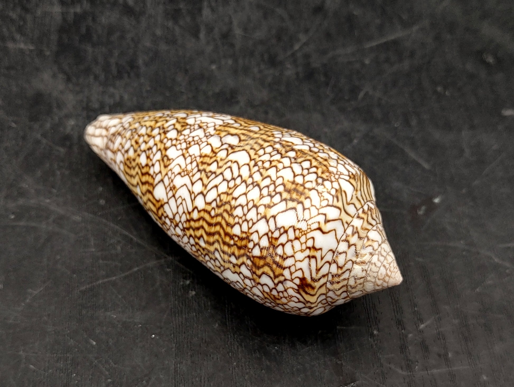 Cloth of Gold Cone Seashell - Conus Textile - (1 shell approx. 2.5-3 inches). One white, brown, and orange patterned beautiful shell with almost a mountain like pattern. Copyright 2022 SeaShellSupply.com.