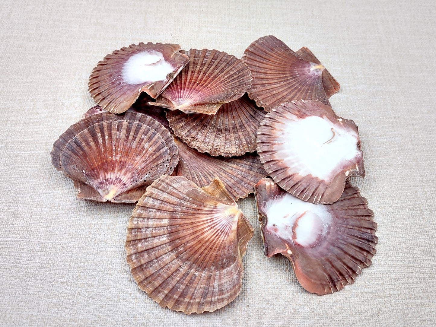 Mexican Flat Scallops - Pecten Vogdesi (10 shells approx. 2-3 inches). Multiple ombre brown ribbed shells in a fanned out system. Copyright 2022 SeaShellSupply.com.