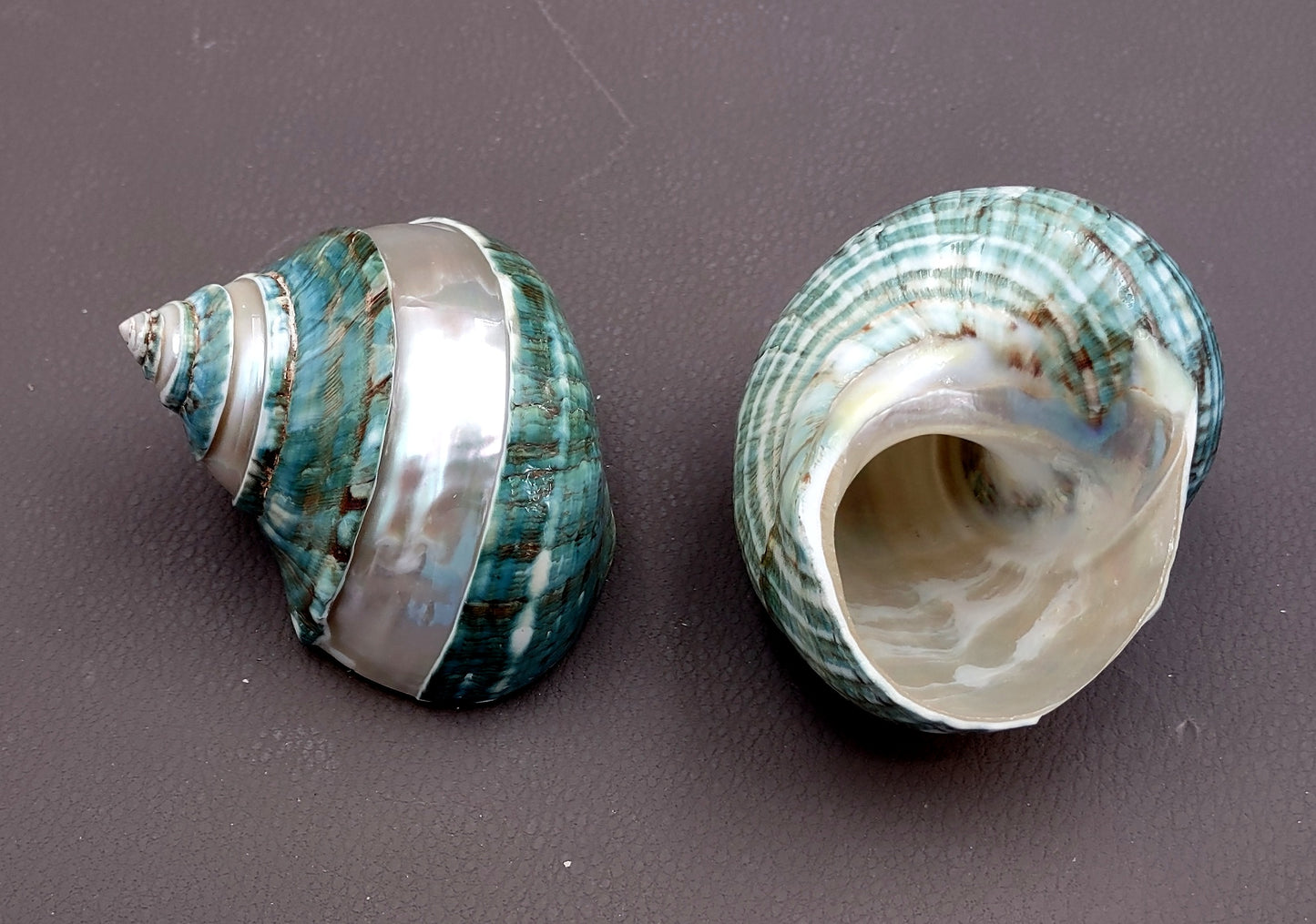 Polished Jade Green Turbo Seashell with Pearlized Stripe Turbo Burgessi (1 shell approx. 3+ inches) Shell for hermit crabs or collecting!