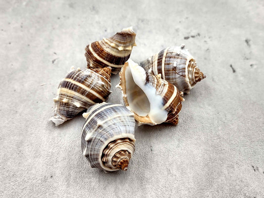 Common Crown Conch Seashells Melongena Corona (5 shells approx. 1.5+ inches) Conch shell great for coastal crafting display & collecting.