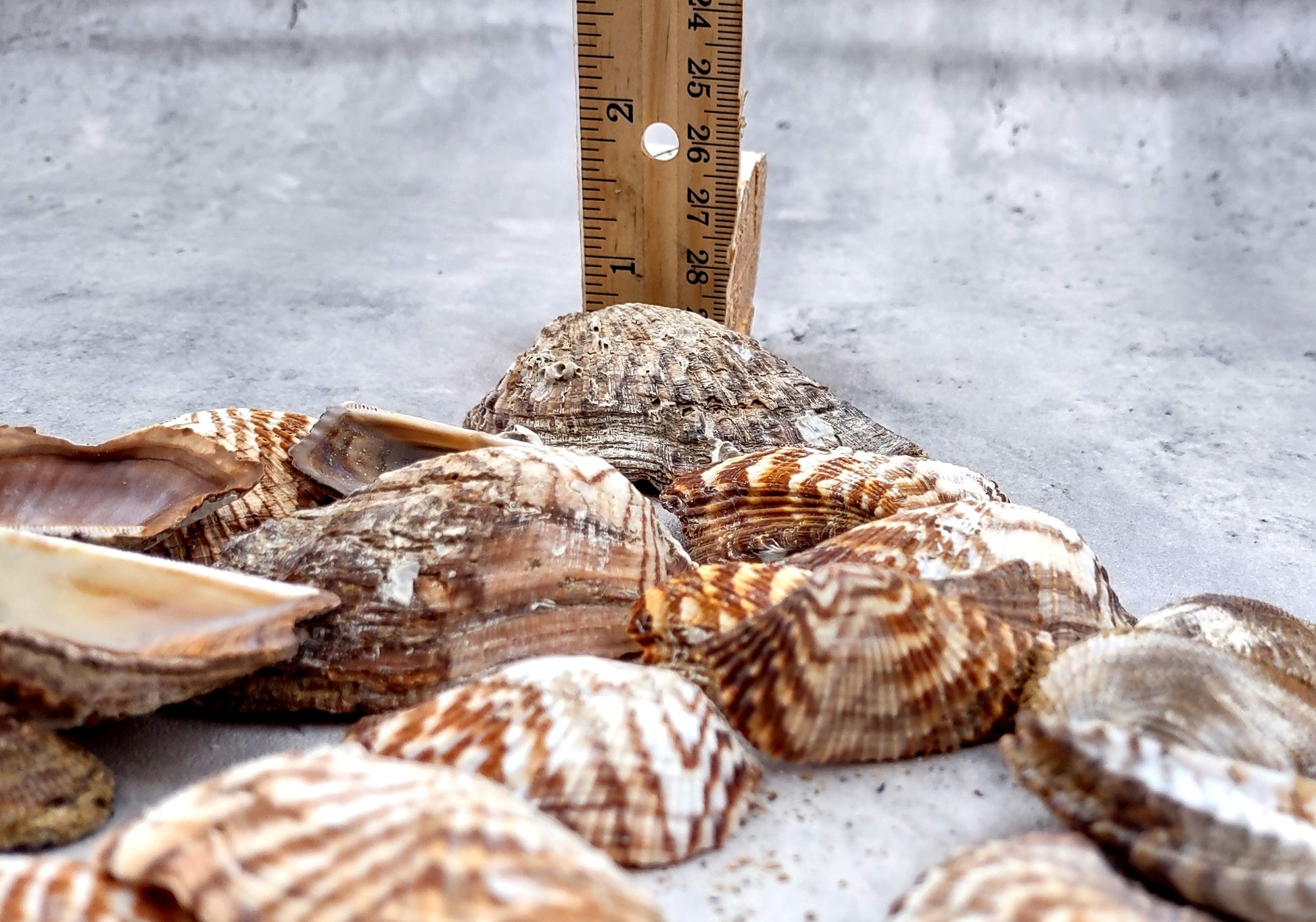 Turkey Wing Seashells (20 pcs.) - Arca Zebra. Multiple white and tan stripped shells with a wide opening. Copyright 2024 SeaShellSupply.com.