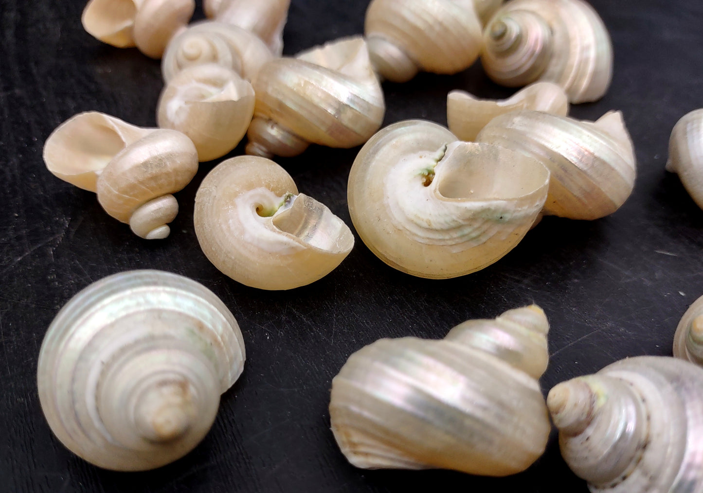 Pearlized Turbo Seashells (10 pcs.). Pile of spiral white glazed shells with medium sized openings. Copyright 2022 SeaShellSupply.com.